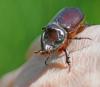 Oryctes nasicornis